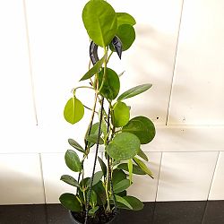 Hoya australis 'Lisa' Hoya australis 'Lisa'