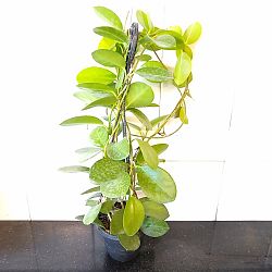 Hoya australis 'Lisa' Hoya australis 'Lisa'