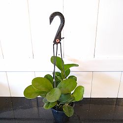 Hoya australis 'Lisa' Hoya australis 'Lisa'