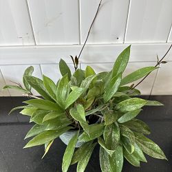 Speckled Hoya Speckled Hoya