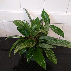 Speckled Hoya Speckled Hoya