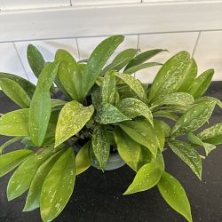 Speckled Hoya Speckled Hoya