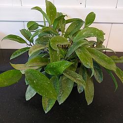 Speckled Hoya Speckled Hoya