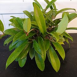 Speckled Hoya Speckled Hoya