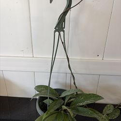 Speckled Hoya Speckled Hoya