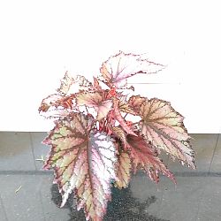 Begonia 'Fire Spike' Begonia 'Fire Spike'