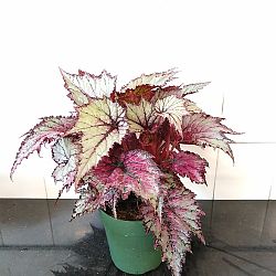 Begonia 'Fire Spike' Begonia 'Fire Spike'