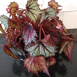 Begonia 'Fire Spike' Begonia 'Fire Spike'
