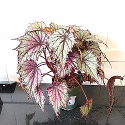 Begonia 'Fire Spike' Begonia 'Fire Spike'