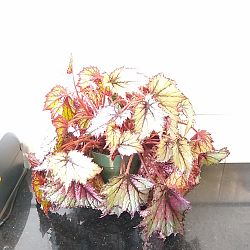 Begonia 'Fire Spike' Begonia 'Fire Spike'