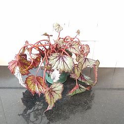 Begonia 'Fire Spike' Begonia 'Fire Spike'