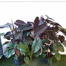 Philodendron 'Dark Lord' Philodendron 'Dark Lord'