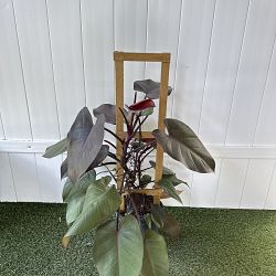 Philodendron 'Dark Lord' Philodendron 'Dark Lord'