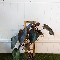 Philodendron 'Dark Lord' Philodendron 'Dark Lord'