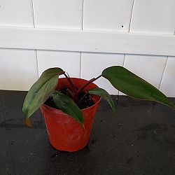 Philodendron 'Dark Lord' Philodendron 'Dark Lord'
