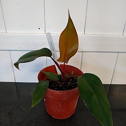 Philodendron 'Dark Lord' Philodendron 'Dark Lord'