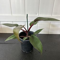 Philodendron 'Dark Lord' Philodendron 'Dark Lord'
