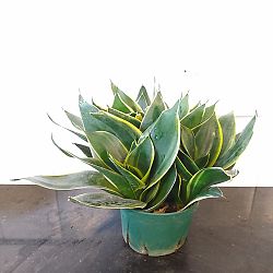 Sansevieria trifasciata 'Hahnii Honey Bunny' Sansevieria trifasciata 'Hahnii Honey Bunny'