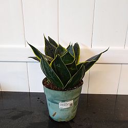 Sansevieria trifasciata 'Hahnii Honey Bunny' Sansevieria trifasciata 'Hahnii Honey Bunny'