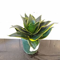 Sansevieria trifasciata 'Hahnii Honey Bunny' Sansevieria trifasciata 'Hahnii Honey Bunny'