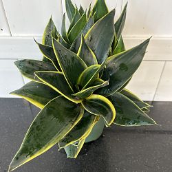 Sansevieria trifasciata 'Hahnii Honey Bunny' Sansevieria trifasciata 'Hahnii Honey Bunny'