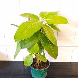 Neon Ficus altissima Neon Ficus altissima