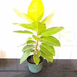 Neon Ficus altissima Neon Ficus altissima