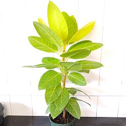 Neon Ficus altissima Neon Ficus altissima