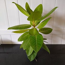 Neon Ficus altissima Neon Ficus altissima