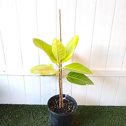 Neon Ficus altissima Neon Ficus altissima