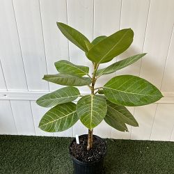 Neon Ficus altissima Neon Ficus altissima