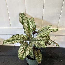 Calathea 'White Star' Calathea 'White Star'