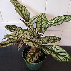 Calathea 'White Star' Calathea 'White Star'