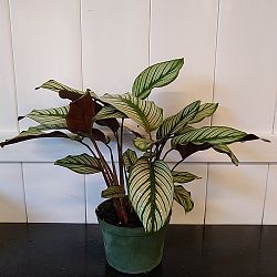 Calathea 'White Star' Calathea 'White Star'