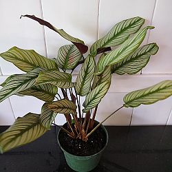 Calathea 'White Star' Calathea 'White Star'