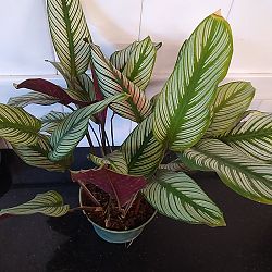 Calathea 'White Star' Calathea 'White Star'