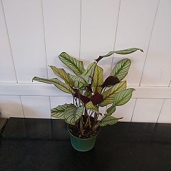 Calathea 'White Star' Calathea 'White Star'