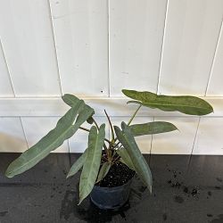 Philodendron atabapoense Philodendron atabapoense