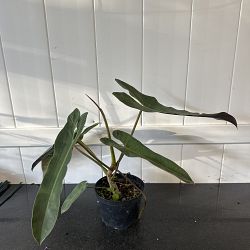 Philodendron atabapoense Philodendron atabapoense