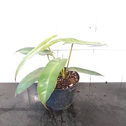 Philodendron atabapoense Philodendron atabapoense