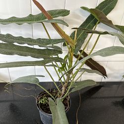 Philodendron atabapoense Philodendron atabapoense
