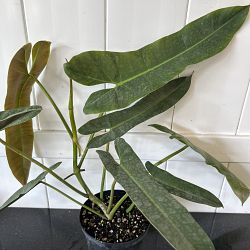 Philodendron atabapoense Philodendron atabapoense