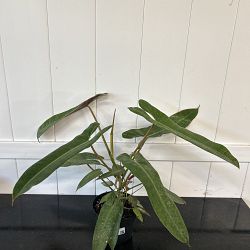 Philodendron atabapoense Philodendron atabapoense