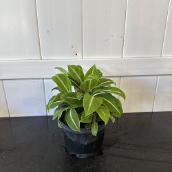 Spathiphyllum 'Silver Streak' Spathiphyllum 'Silver Streak'