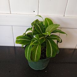 Spathiphyllum 'Silver Streak' Spathiphyllum 'Silver Streak'