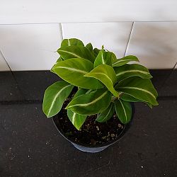 Spathiphyllum 'Silver Streak' Spathiphyllum 'Silver Streak'