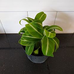 Spathiphyllum 'Silver Streak' Spathiphyllum 'Silver Streak'