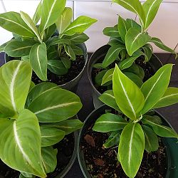 Spathiphyllum 'Silver Streak' Spathiphyllum 'Silver Streak'