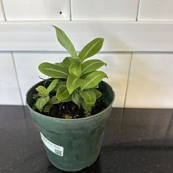 Spathiphyllum 'Silver Streak' Spathiphyllum 'Silver Streak'