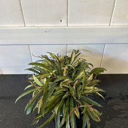 Tri-Color Hoya wayetii Tri-Color Hoya wayetii